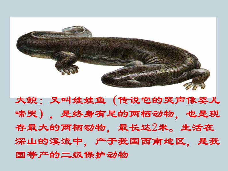 (新人教版)八年级上册两栖动物和爬行动物课件1(生物) (1)第4页