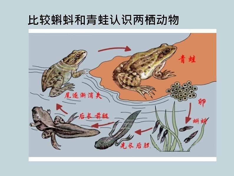 (新人教版)八年级上册两栖动物和爬行动物课件1(生物) (1)第7页