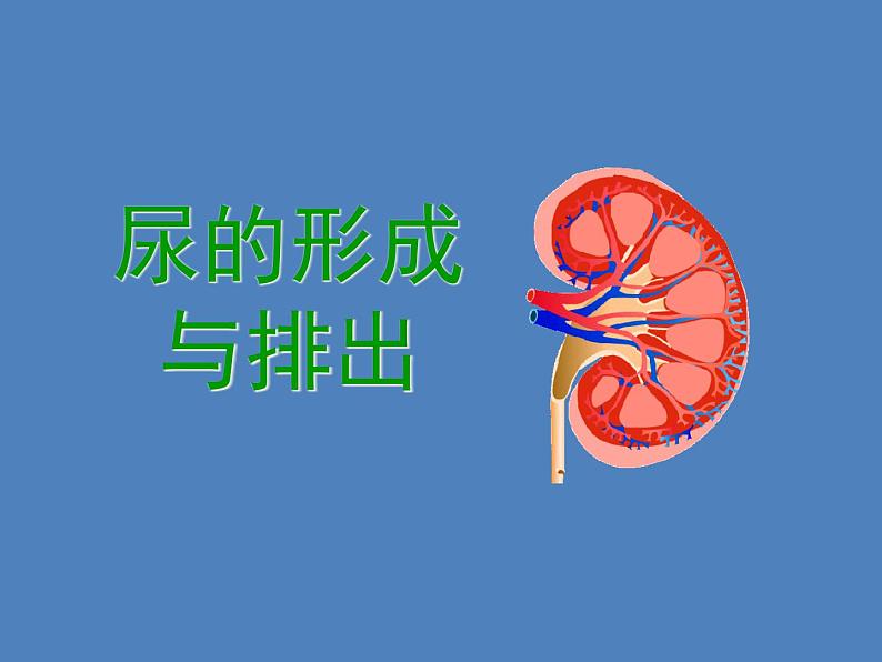 (新版新人教版)七年级下册4.5人体内废物的排出课件2(生物)第4页
