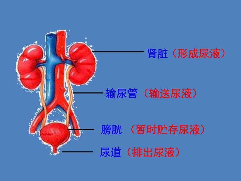 (新版新人教版)七年级下册4.5人体内废物的排出课件2(生物)第6页