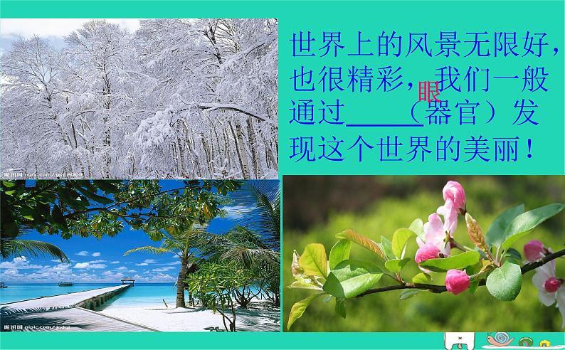 (苏科版)八年级生物上册6.16.2人体对信息的感知 眼与视觉课件第5页
