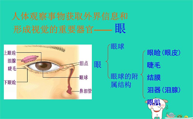 (苏科版)八年级生物上册6.16.2人体对信息的感知 眼与视觉课件第6页