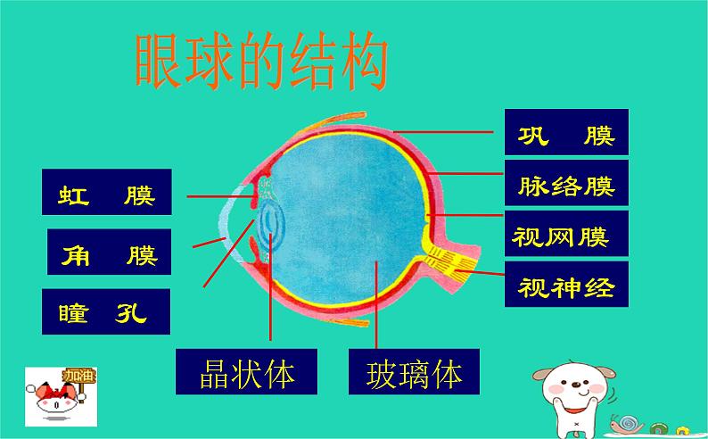 (苏科版)八年级生物上册6.16.2人体对信息的感知 眼与视觉课件第7页