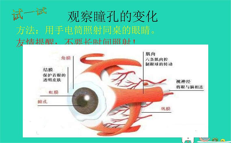 (苏科版)八年级生物上册6.16.2人体对信息的感知 眼与视觉课件第8页