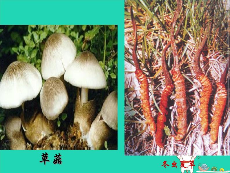 （鲁科版五四制）七年级生物下册6.1.3真菌课件07