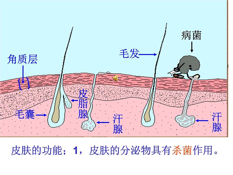 (新人教版)八年级生物下册8.1.2《免疫与计划免疫》教学课件第3页