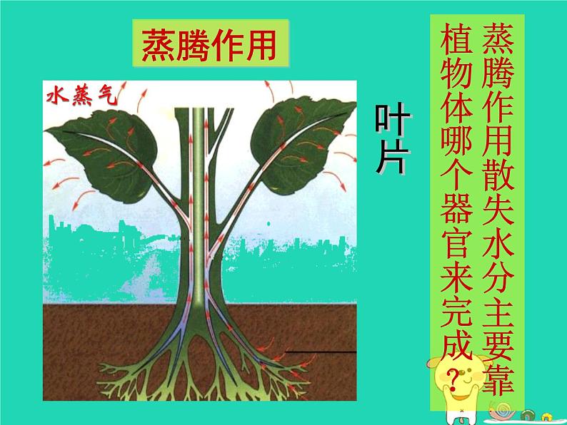 (新人教版)七年级生物上册3.3绿色植物与生物圈的水循环课件06
