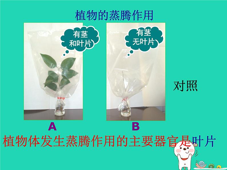 (新人教版)七年级生物上册3.3绿色植物与生物圈的水循环课件08