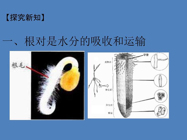 (新人教版)七年级生物上册第三单元第三章绿色植物与生物圈的水循环课件第3页