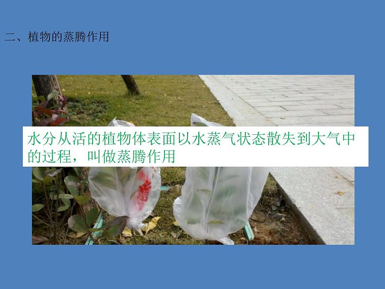 (新人教版)七年级生物上册第三单元第三章绿色植物与生物圈的水循环课件第7页