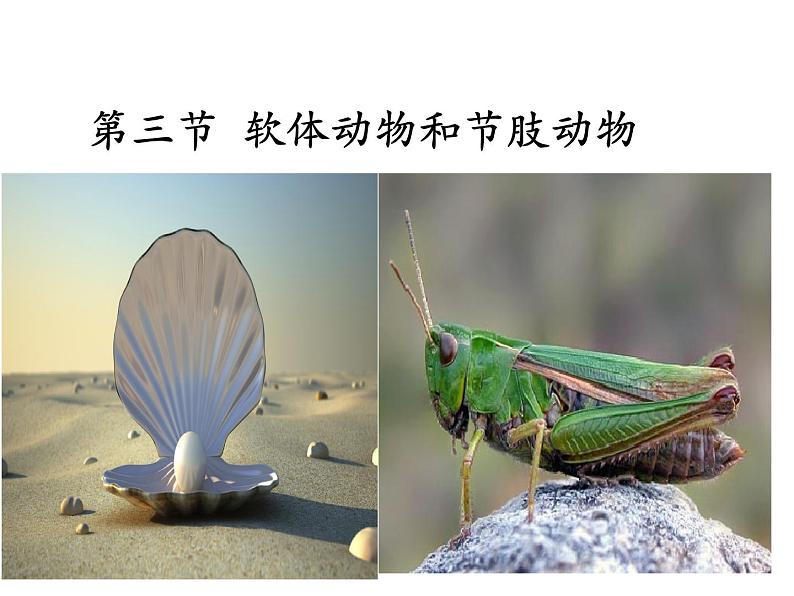 8.1.3软体动物与节肢动物课件PPT01