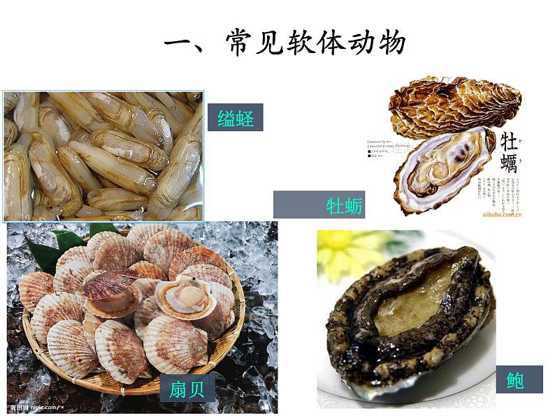 8.1.3软体动物与节肢动物课件PPT03