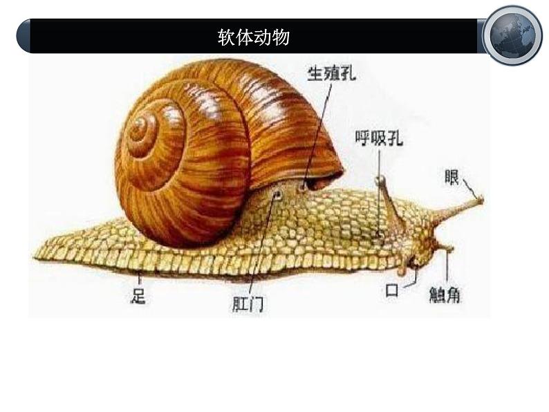 8.1.3软体动物与节肢动物课件PPT04