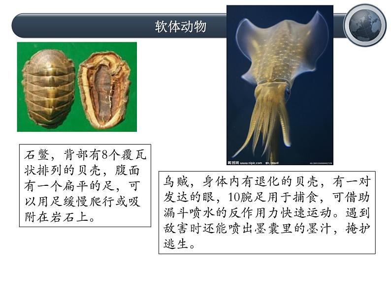 8.1.3软体动物与节肢动物课件PPT08