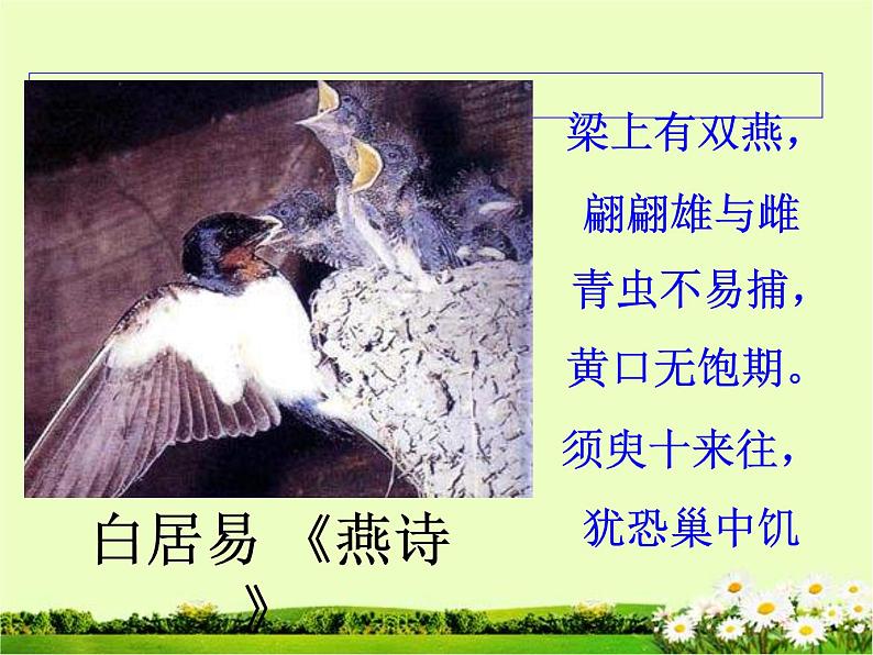 7.1.4鸟的生殖和发育课件PPT02