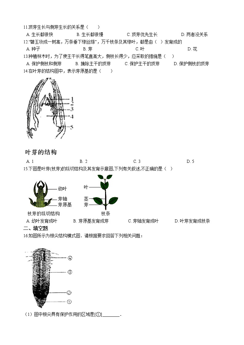 北师大生物七年级上册3.6.2营养器官的生长 同步训练(含解析)02