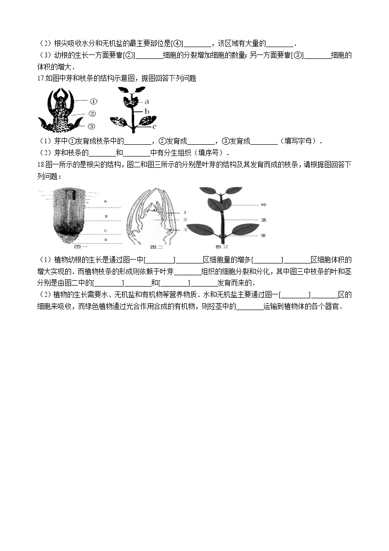 北师大生物七年级上册3.6.2营养器官的生长 同步训练（含解析）03