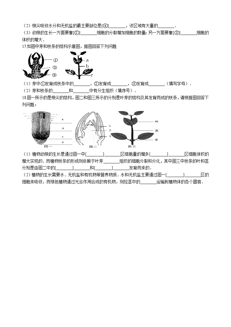 北师大生物七年级上册3.6.2营养器官的生长 同步训练(含解析)03