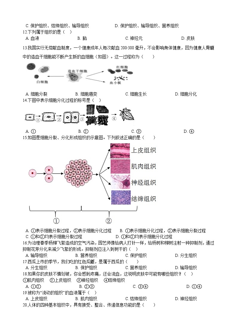 2.4.1细胞分化形成组织 同步训练(含解析)第2页