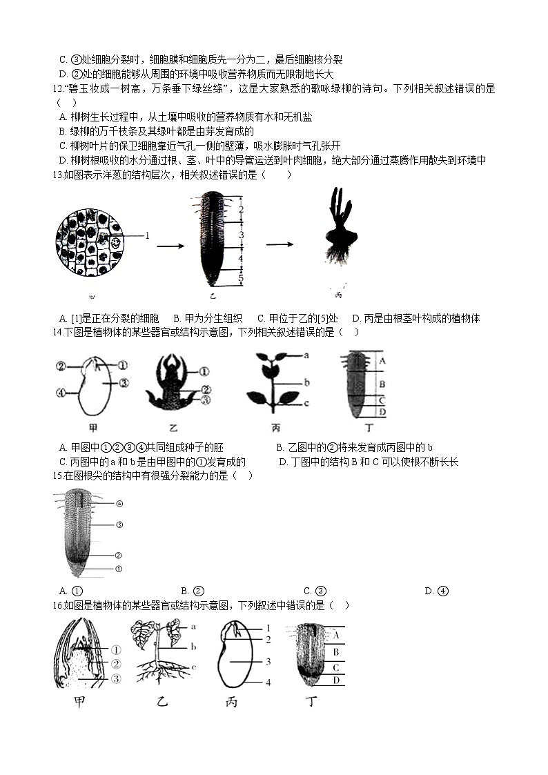 北师大生物七年级上册第六章 绿色开花植物的生活史 单元测试(含解析)03