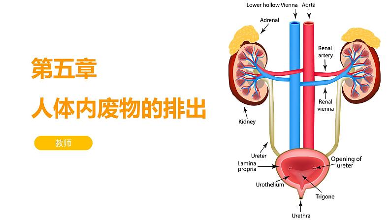 第五章 人体内废物的排出 课件-2020-2021学年人教版七年级生物下册第1页