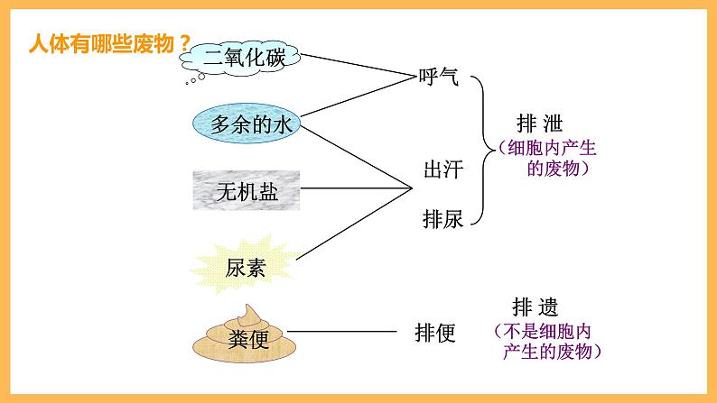第五章 人体内废物的排出 课件-2020-2021学年人教版七年级生物下册第3页