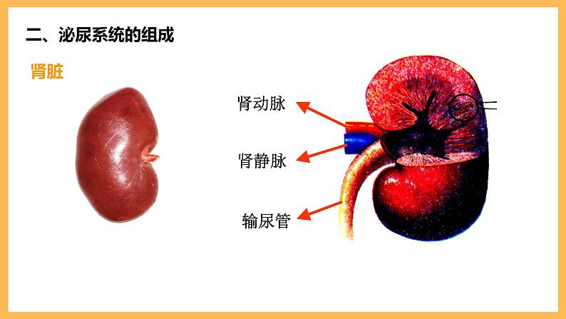 第五章 人体内废物的排出 课件-2020-2021学年人教版七年级生物下册第6页