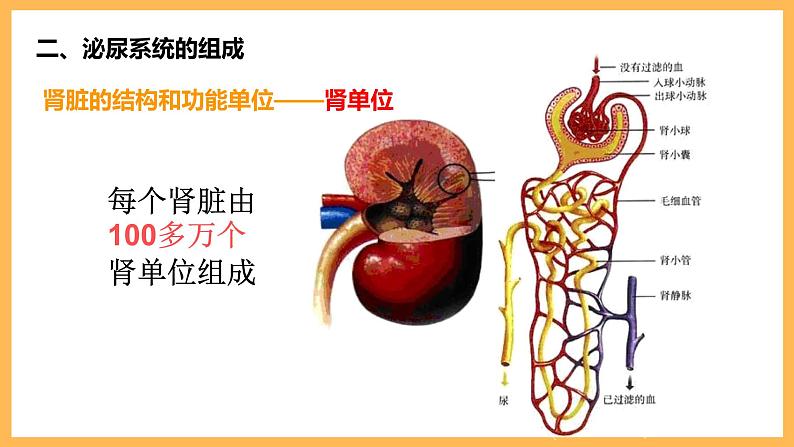 第五章 人体内废物的排出 课件-2020-2021学年人教版七年级生物下册第7页