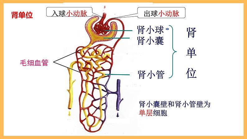 第五章 人体内废物的排出 课件-2020-2021学年人教版七年级生物下册第8页