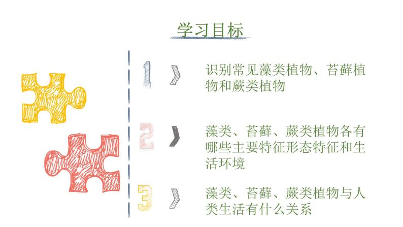 人教版七年级上册生物--3.1.1藻类、苔藓和蕨类植物课件+练习（含答案）06