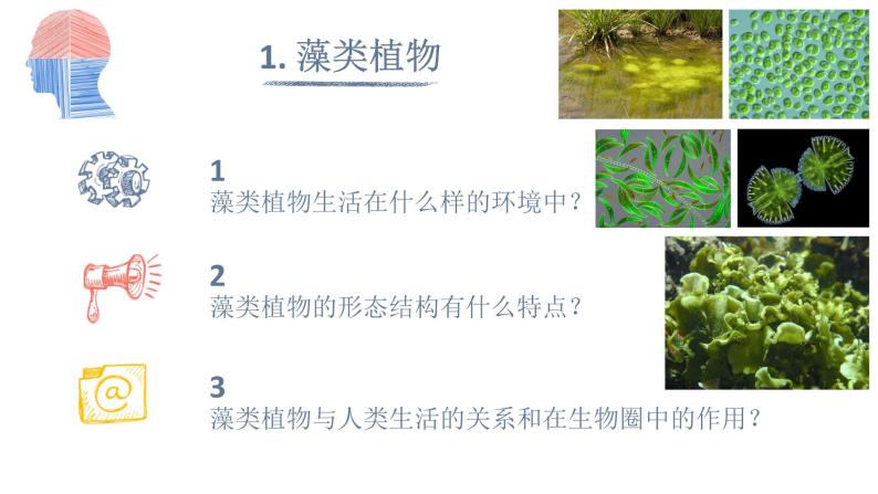 人教版七年级上册生物--3.1.1藻类、苔藓和蕨类植物课件+练习（含答案）08