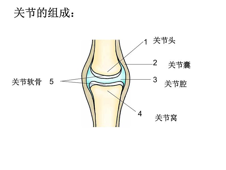 2021-2022 人教版生物八年级上册 5.2.1动物的运动教学课件人教版第6页