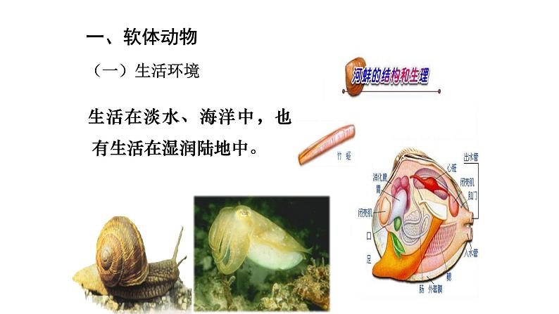2021-2022 初中生物人教版八年级上册同步教学5.1.3 软体动物和节肢动物课件(25页)03