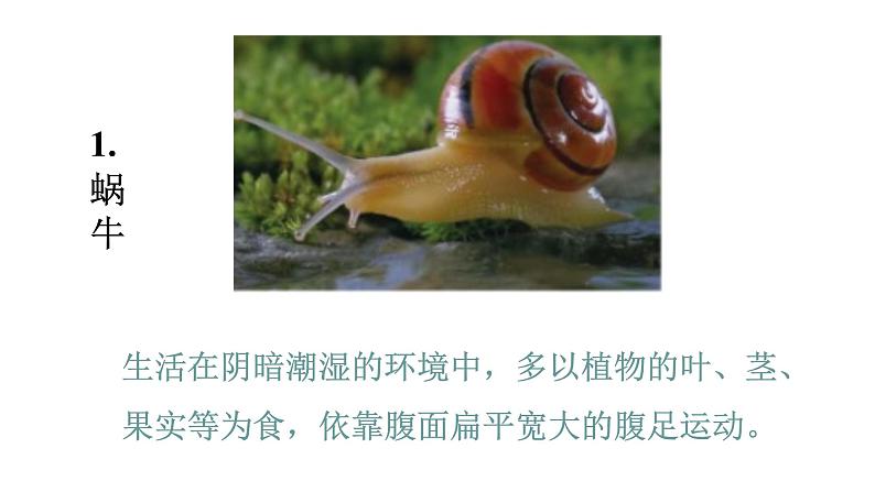 2021-2022 初中生物人教版八年级上册同步教学5.1.3 软体动物和节肢动物课件(25页)04