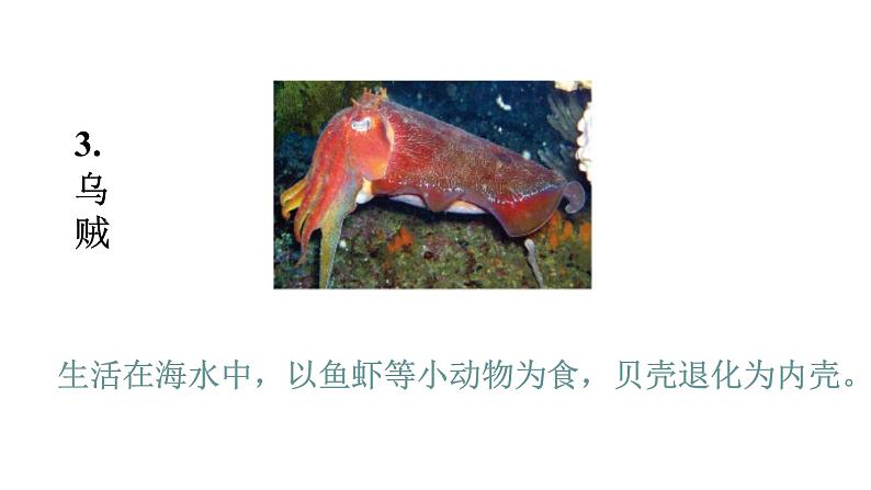 2021-2022 初中生物人教版八年级上册同步教学5.1.3 软体动物和节肢动物课件(25页)06