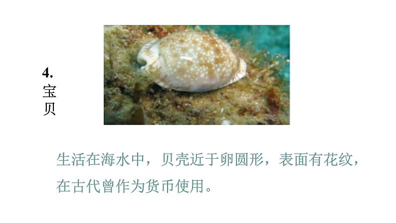 2021-2022 初中生物人教版八年级上册同步教学5.1.3 软体动物和节肢动物课件(25页)07