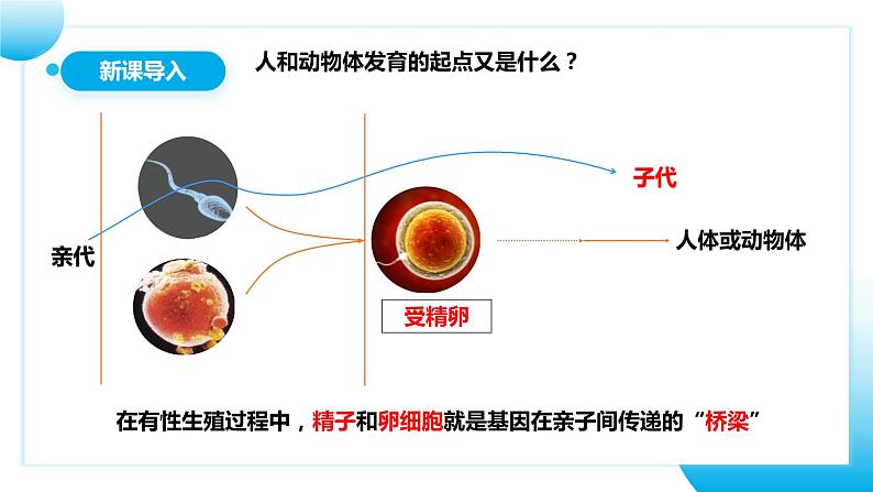 【核心素养目标】人教版初中生物八年级下册7.2.2《基因在亲子代间的传递》课件+视频+教学设计+同步分层练习(含答案)04