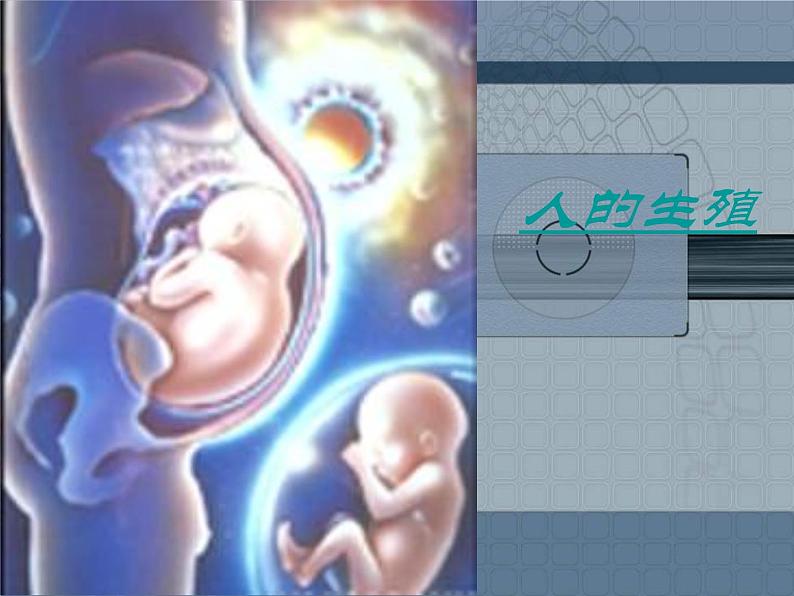 人教版生物七年级下册课件1.2 人的生殖 (1)第1页