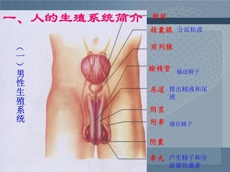 人教版生物七年级下册课件1.2 人的生殖 (1)第2页