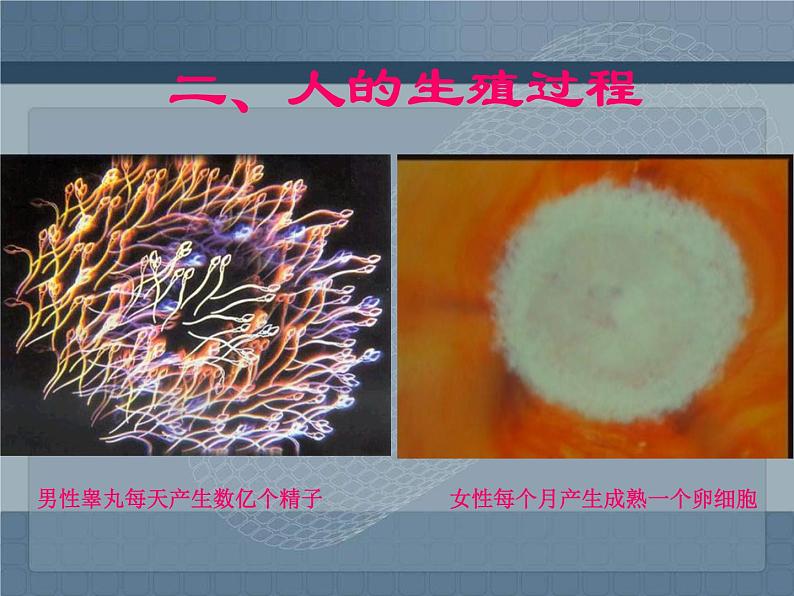 人教版生物七年级下册课件1.2 人的生殖 (1)第6页