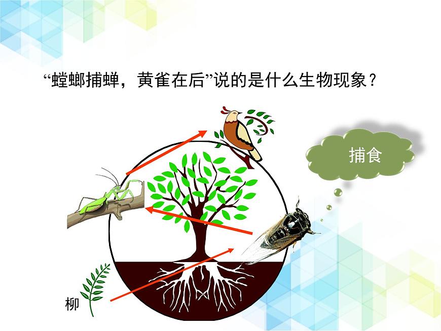 《生態(tài)系統的結構和功能》第1課時優(yōu)教課件第3頁