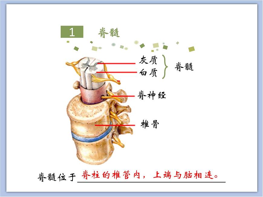 《神經(jīng)調(diào)節(jié)的結(jié)構(gòu)基礎(chǔ)》第二課時(shí)課件第5頁(yè)