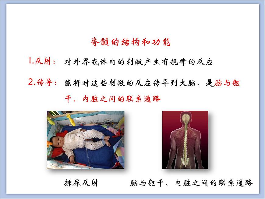 《神經(jīng)調(diào)節(jié)的結(jié)構(gòu)基礎(chǔ)》第二課時(shí)課件第7頁(yè)
