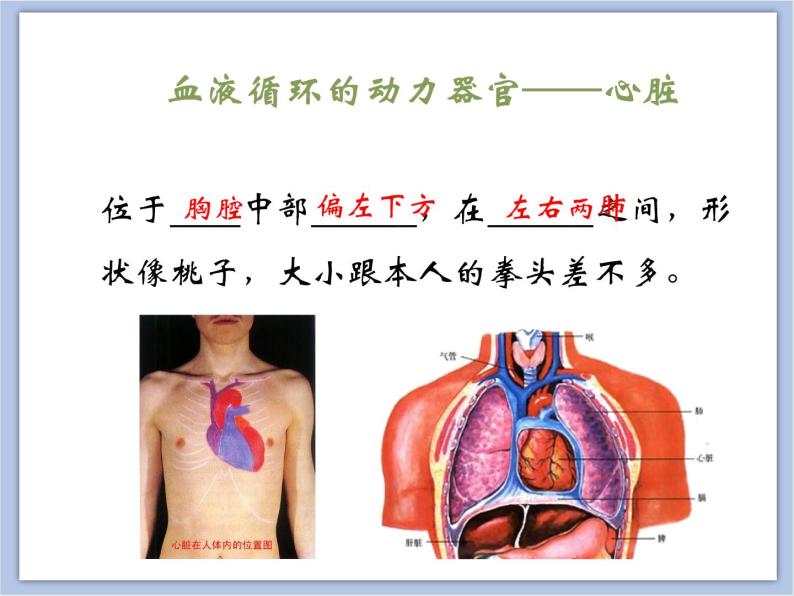 《物质运输的器官》第二课时课件05