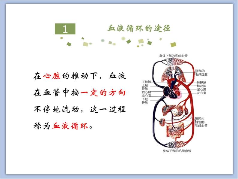 《物质运输的途径》第一课时课件05