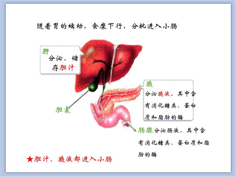 《消化和吸收》第二课时课件+素材07