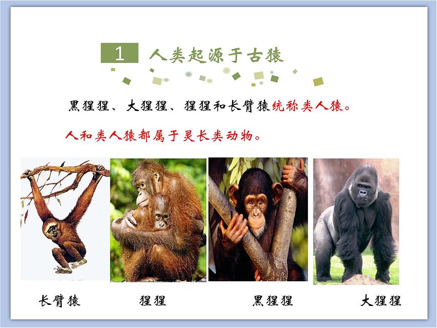 《人類的起源》課件第5頁