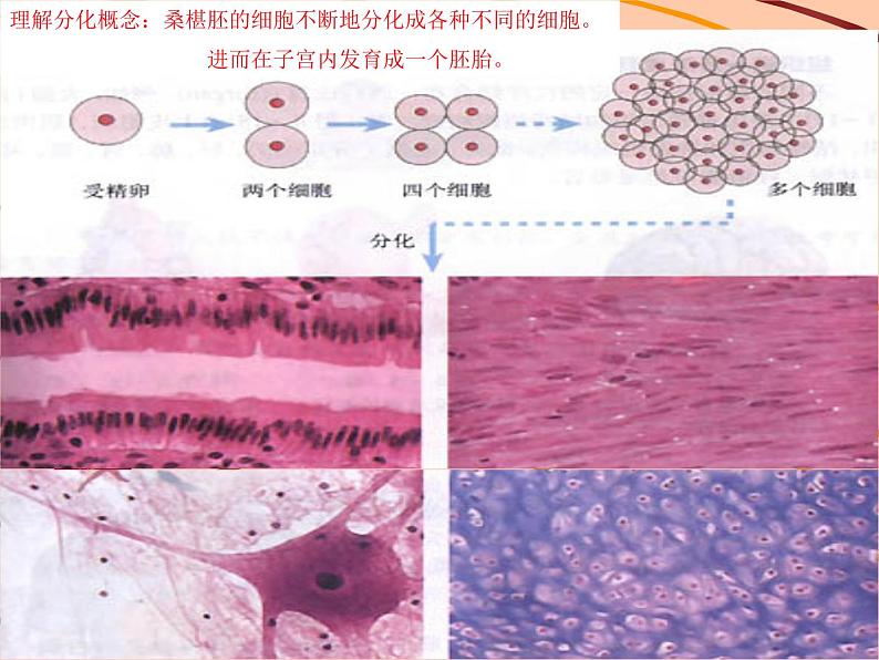 北师大版生物七年级上册 4.2 生物体的器官、系统_(课件)第2页