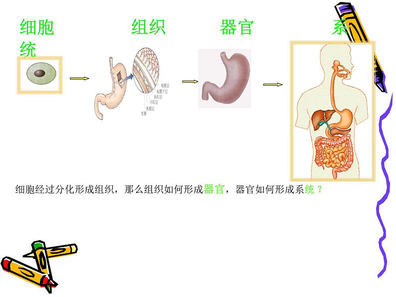 北师大版生物七年级上册 4.2 生物体的器官、系统_(课件)第3页