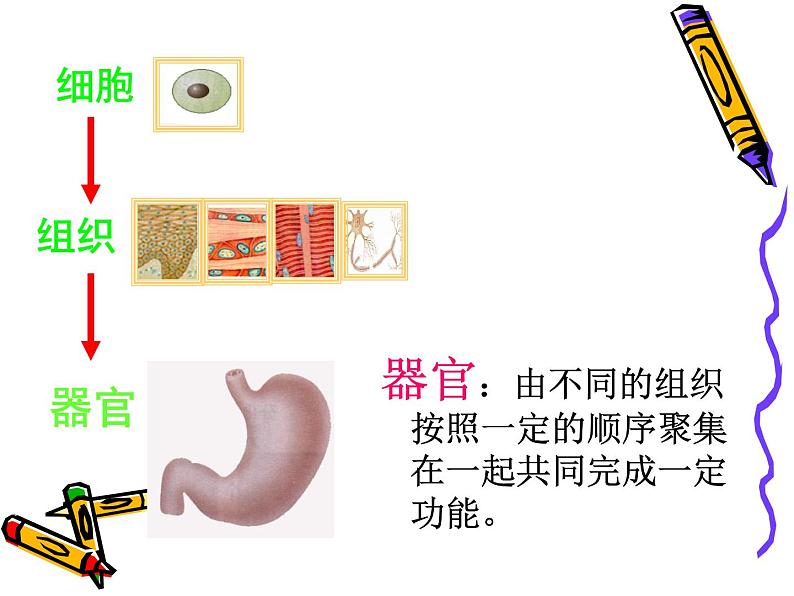 北师大版生物七年级上册 4.2 生物体的器官、系统_(课件)第5页